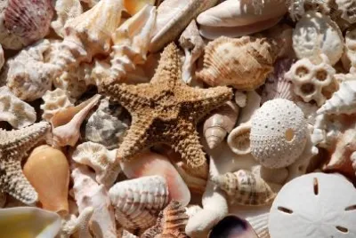 Seashells jigsaw puzzle
