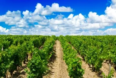 Vineyard jigsaw puzzle