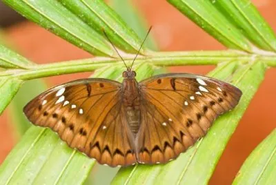 A Butterfly jigsaw puzzle