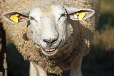 A Sheep jigsaw puzzle