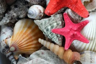 Sea Shells jigsaw puzzle