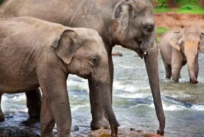 Asian Elephants  jigsaw puzzle