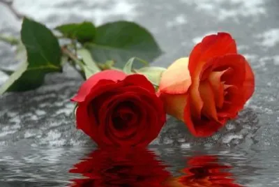 Two Roses jigsaw puzzle