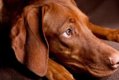 Brown Dog jigsaw puzzle