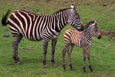 Zebras jigsaw puzzle