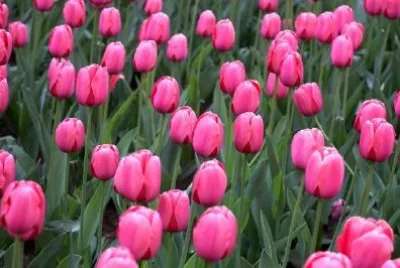 A Field of Tulips jigsaw puzzle