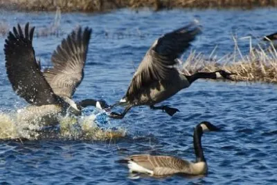 Canada Geese jigsaw puzzle