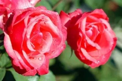 Two Red Flowers jigsaw puzzle