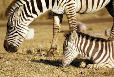 Zebras jigsaw puzzle
