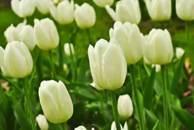 White Tulips  jigsaw puzzle