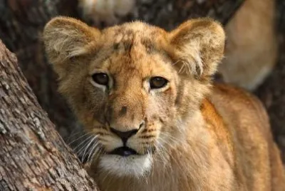 Lion cub jigsaw puzzle