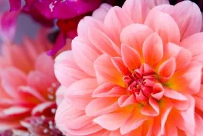 Dahlia jigsaw puzzle