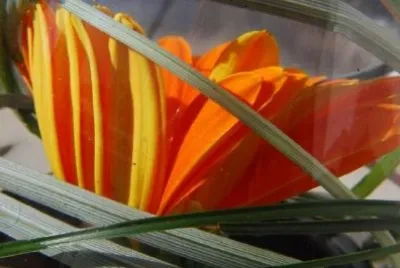 Orange Gerbera Daisy jigsaw puzzle