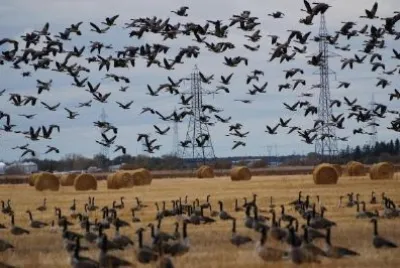 Flying Goose jigsaw puzzle