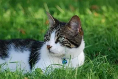 A Serious Cat jigsaw puzzle