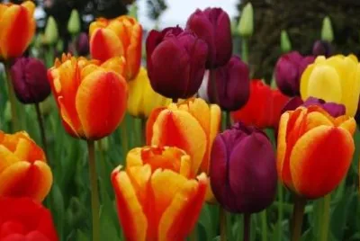 Colorful Tulips jigsaw puzzle