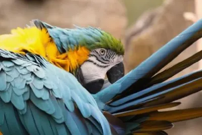 A Parrot jigsaw puzzle