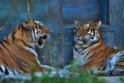 Tigers jigsaw puzzle