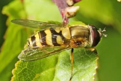 Syrphus ribesii