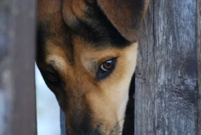 Beautiful Dog jigsaw puzzle