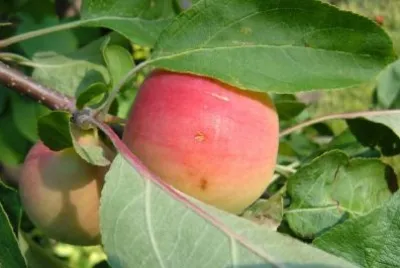 Apples jigsaw puzzle