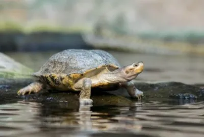 Tortoise jigsaw puzzle