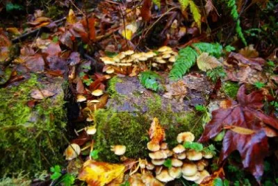 פאזל של פטריות