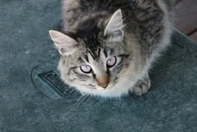 Beautiful Cat jigsaw puzzle