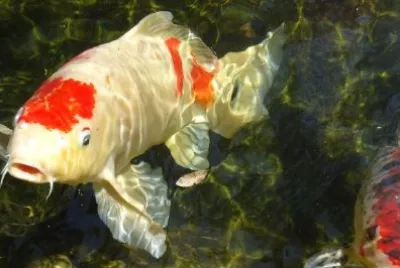 Coy Fish jigsaw puzzle