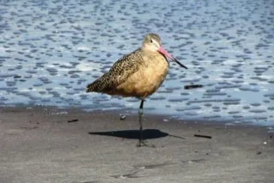 A Bird on the Beach jigsaw puzzle