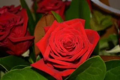 Red Rose jigsaw puzzle