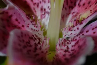 Spotty Lily jigsaw puzzle