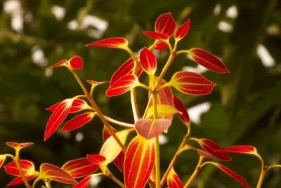 Orange Leaves jigsaw puzzle