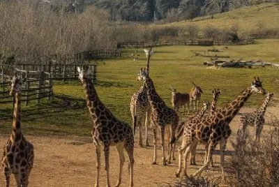 Girrafes jigsaw puzzle