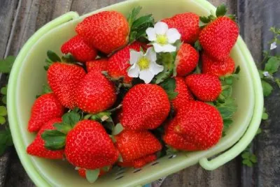 Panier de fraises