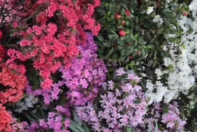 Fiori