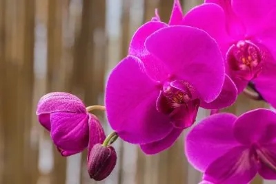 Orchidea