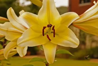 Giglio giallo