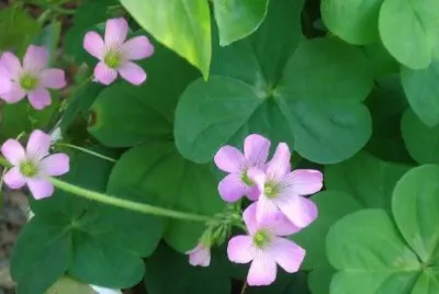 Tropikalne kwiaty