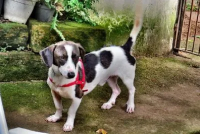 A Puppy jigsaw puzzle