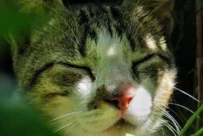 Sleeping Cat jigsaw puzzle