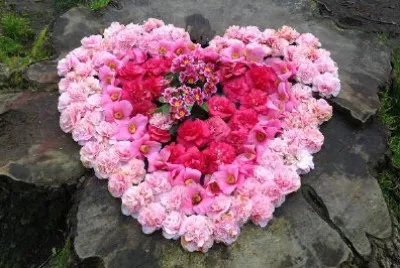 Fiori rosa