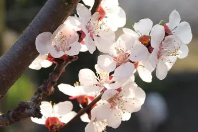 Vårblomning