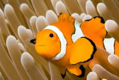 Clown Anemonefish jigsaw puzzle
