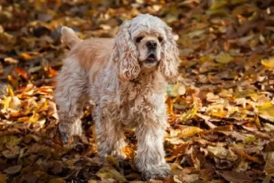 American Cocker Spaniel in Autumn Forest jigsaw puzzle