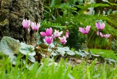 פאזל של רקפות ושרך