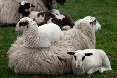 Young Lambs Resting jigsaw puzzle