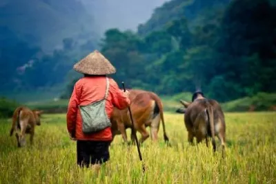 Buffalo Shepherd em Rice Field