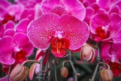 咲く蘭の花