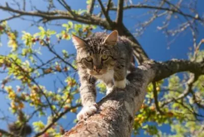 Cat Walking on a Tree  jigsaw puzzle